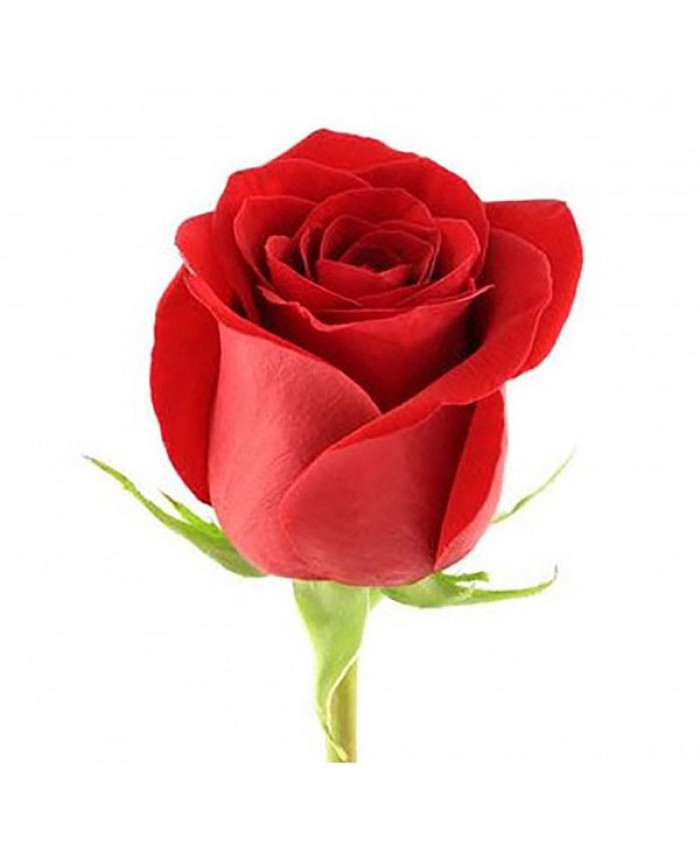 Роза красная (Эквадор)